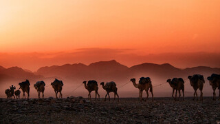 A caravan of camels in the desert. The sun sets and paints the sky orange. Mountains are visible in the background.