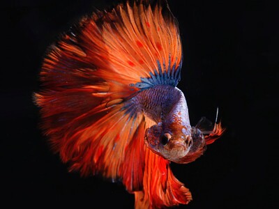 A colorful fish